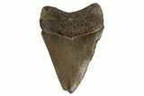 Serrated, Fossil Megalodon Tooth - Georgia #308126-1